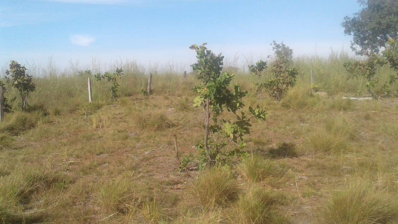 Terreno - Foto 6